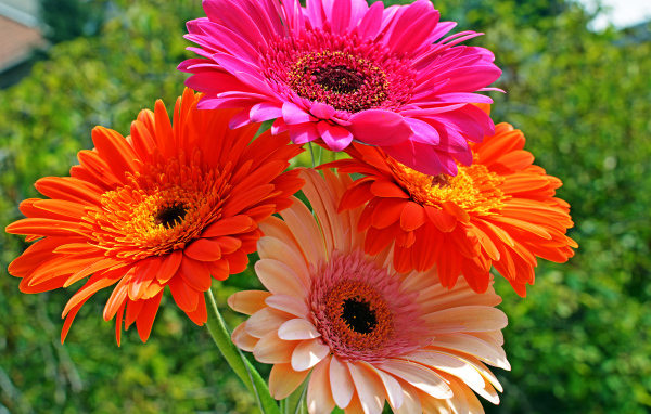 Четыре разноцветные герберы крупным планом