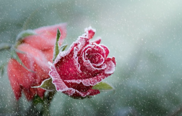 Покрытые инеем две красные розы 