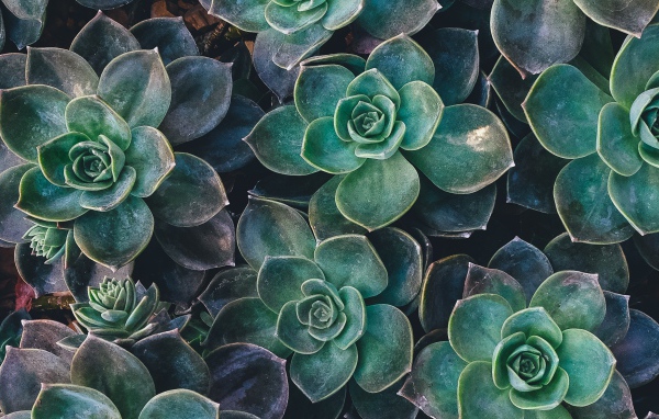 Зеленые цветы эхеверия крупным планом