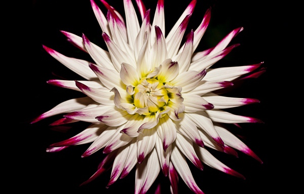 Крупная белая георгина  на черном фоне 