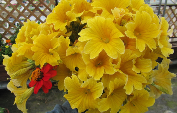 Большой букет цветов сальпиглоссис крупным планом