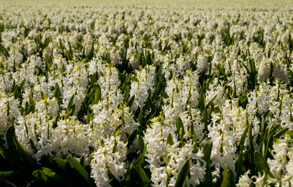 Большое поле белых гиацинтов