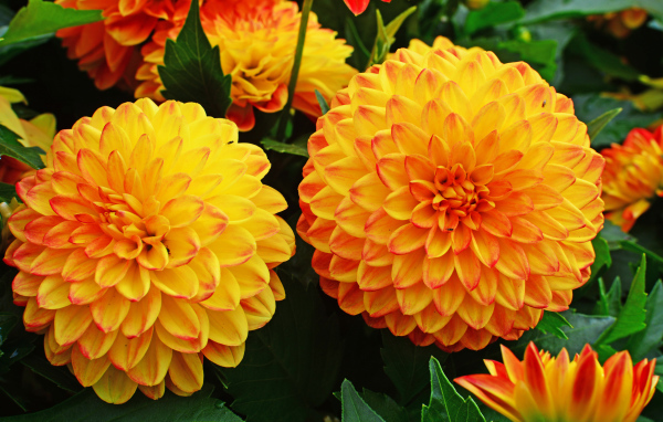 Крупные оранжевые георгины 