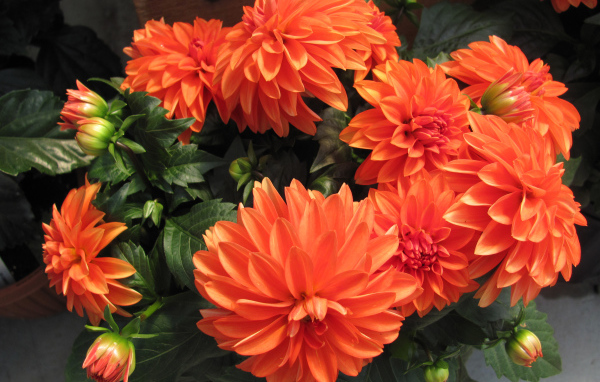 Большие оранжевые георгины крупным планом