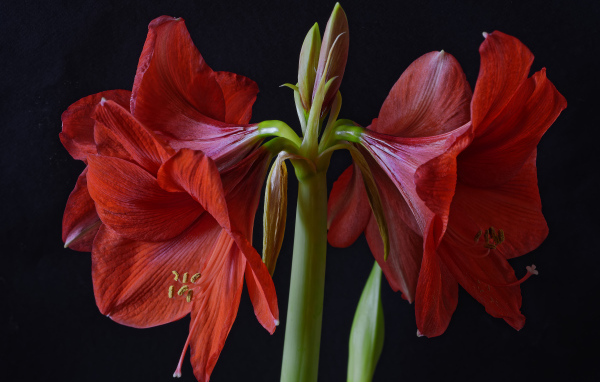 Крупные красные цветы Амариллис на черном фоне