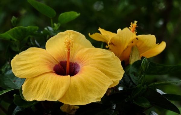 Большой желтый цветок гибискуса крупным планом