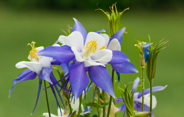 Сиренево- белые цветы водосбор на зеленом фоне