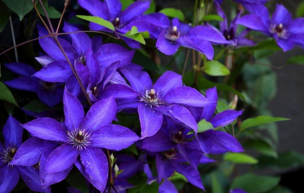 Сиреневый цветущий клематис крупным планом