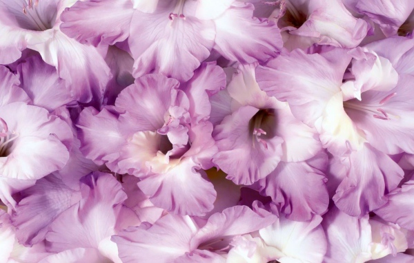 Сиреневые цветы гладиолусы крупным планом 