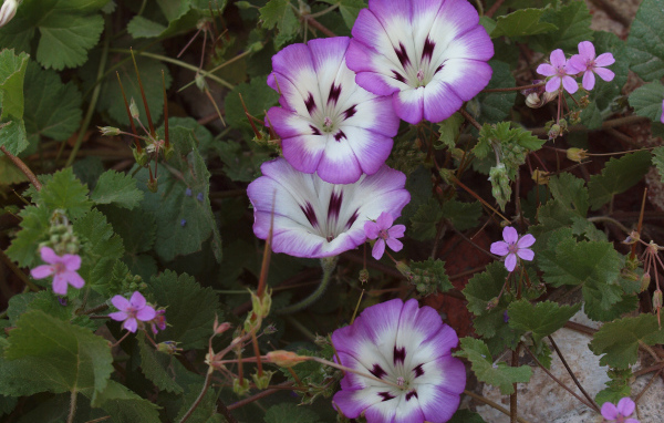 Сиреневые цветы вьюнки на клумбе