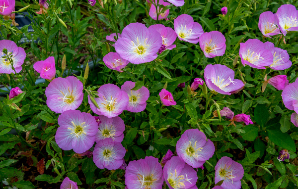 Сиреневые летние цветы крупным планом 