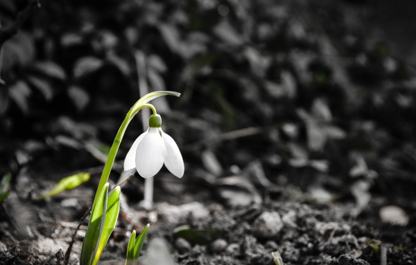Одинокий белый весенний подснежник 