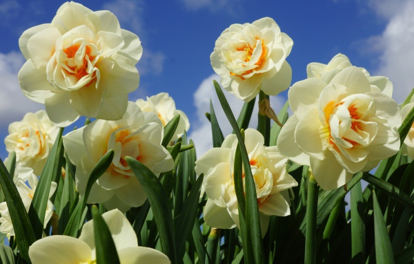 Пышные белые нарциссы с зелеными листьями под голубым небом