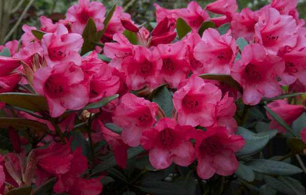 Много розовых цветов рододендрона крупным планом
