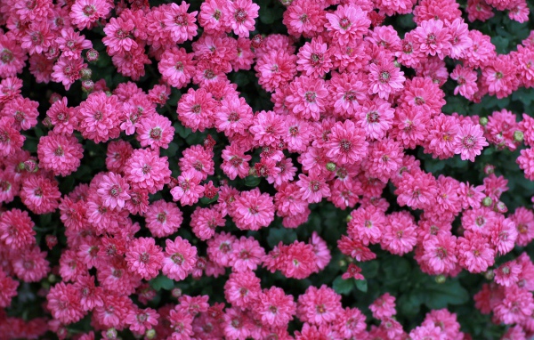 Много маленьких розовых цветов хризантемы