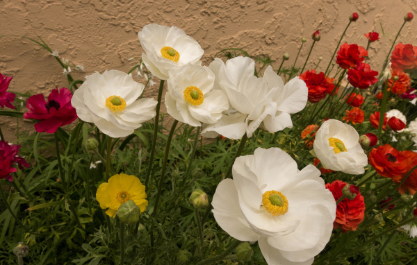 Разноцветные красивые цветы лютики на клумбе 