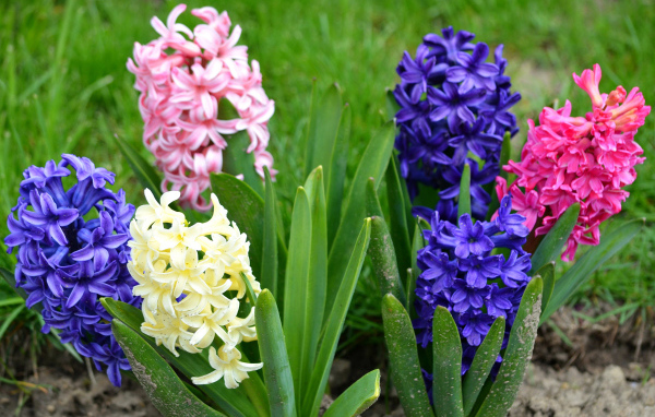 Разноцветные гиацинты на клумбе 