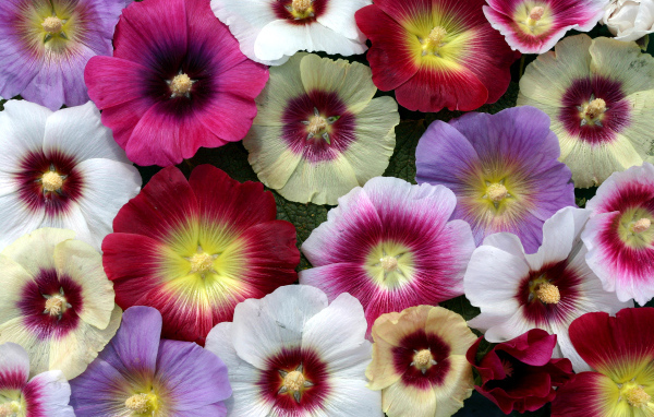 Разноцветные красивые цветы мальва