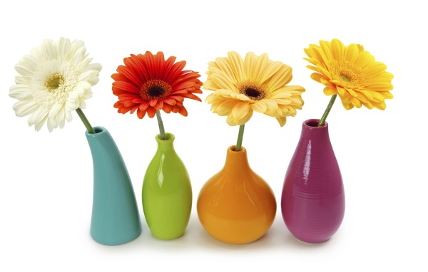 Разноцветные герберы в вазах на белом фоне 