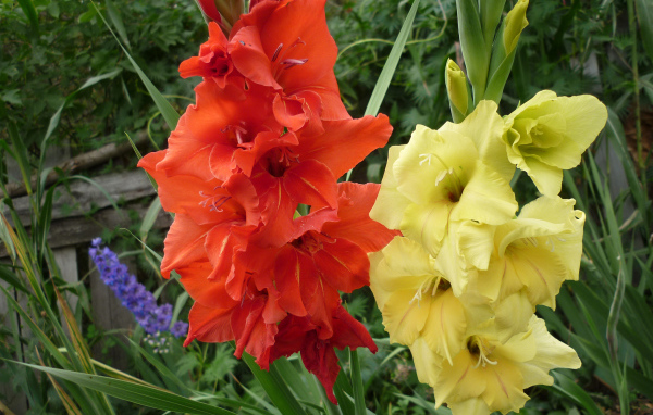 Разноцветные летние цветы гладиолусы крупным планом