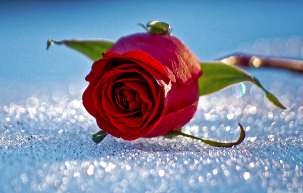 Одна красная роза лежит на горошинах снега 