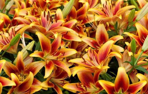 Оранжевые красивые лилии крупным планом