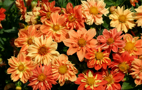 Оранжевые георгины крупным планом