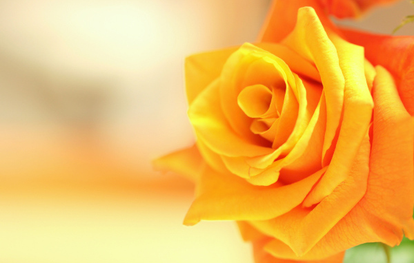 Оранжевый цветок роза крупным планом