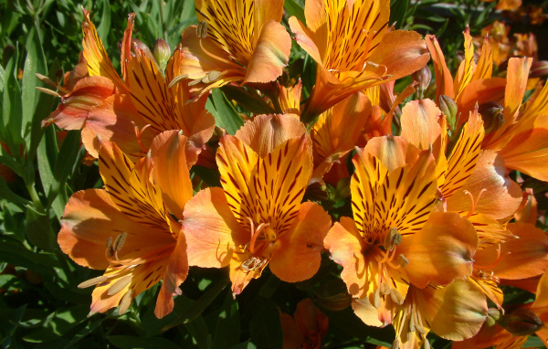 Оранжевые цветы альстрёмерия крупным планом