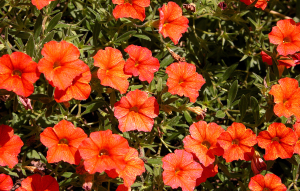 Оранжевые цветы калибрахоа крупным планом