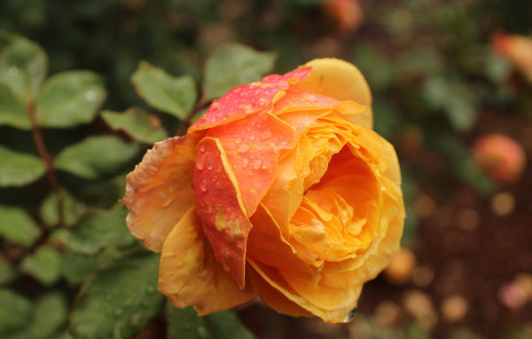 Оранжевая садовая роза в капельках росы