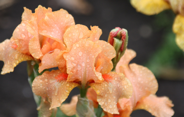 Оранжевые ирисы в каплях росы крупным планом