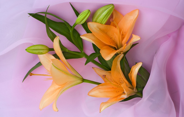 Оранжевые лилии с бутонами на розовом фоне