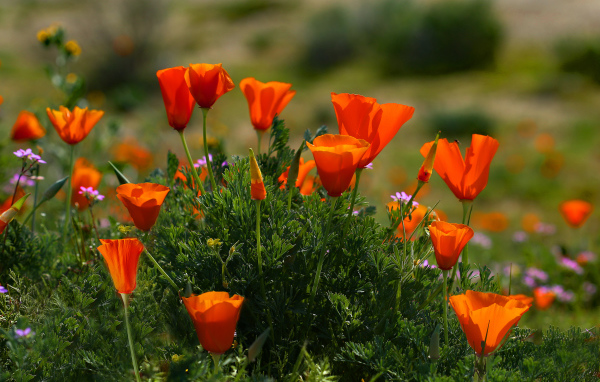 Оранжевые летние цветы Эшшольция