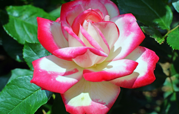 Розово -белая роза крупным планом 