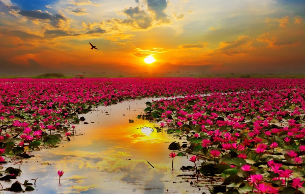 Озеро розовых лотосов на фоне закатного неба  