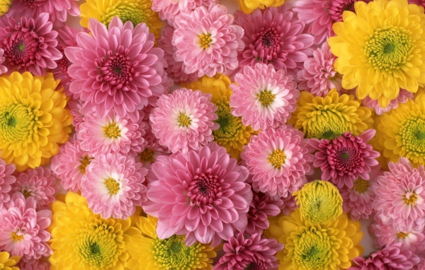 Розовые и желтые красивые цветы георгины  