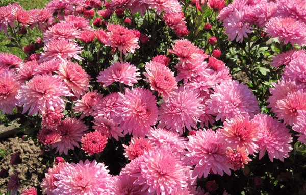 Розовые осенние цветы хризантемы на клумбе