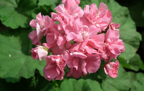 Розовый цветущий цветок герань крупным планом