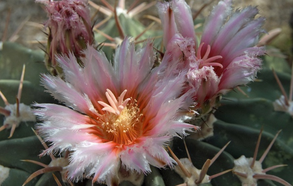 Розовые цветы кактуса крупным планом 