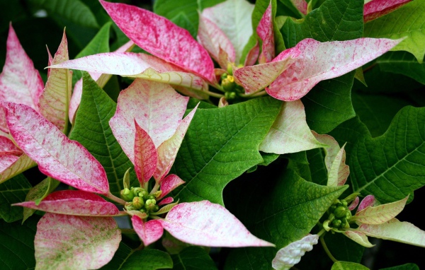 Розовые цветы Пуансеттия с зелеными листьями