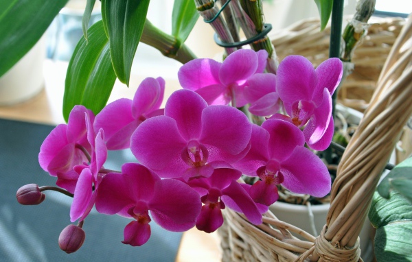 Розовые цветы цветы орхидеи  в корзине 