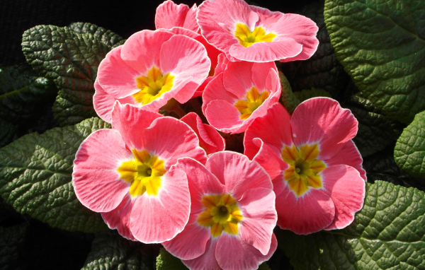 Розовые цветы примула крупным планом