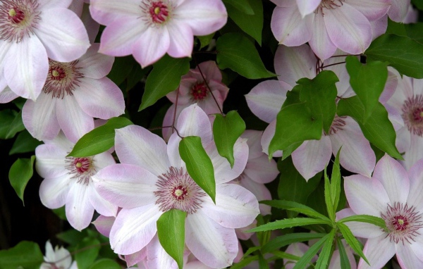 Розовые крупные цветы клематисы 