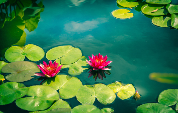 Розовые лотосы в голубой воде 