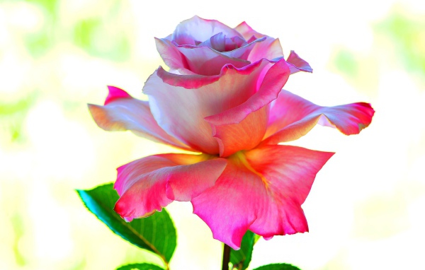 Розовый цветок розы крупным планом