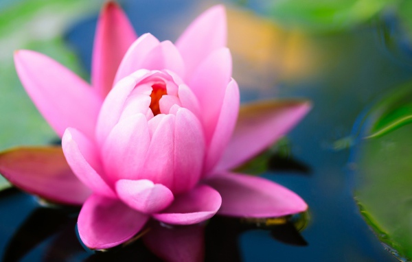 Розовая водяная лилия в пруду 