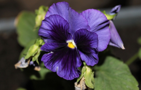 Фиолетовый цветок анютины глазки крупным планом