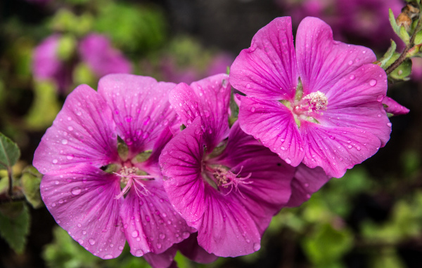 Лиловые цветы мальва в каплях росы