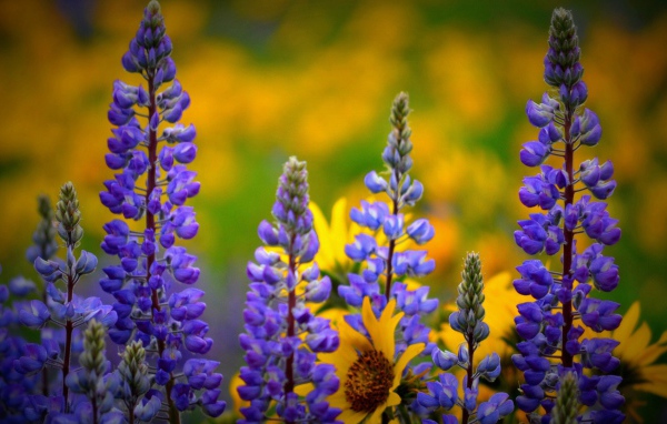 Сиреневые полевые цветы люпин 